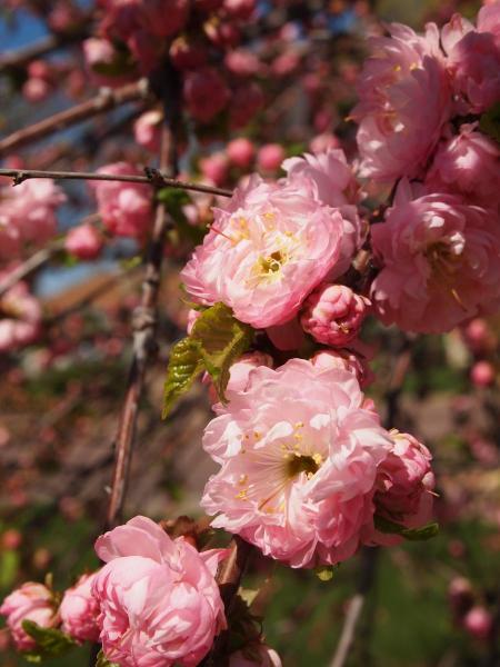 Plum Blossoms