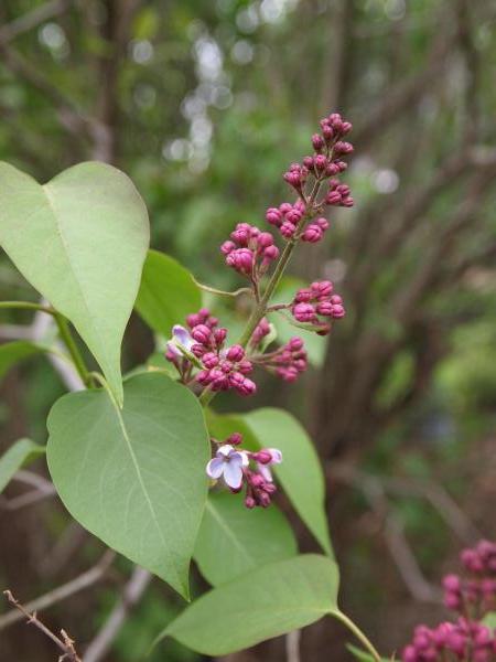 Early Lilac
