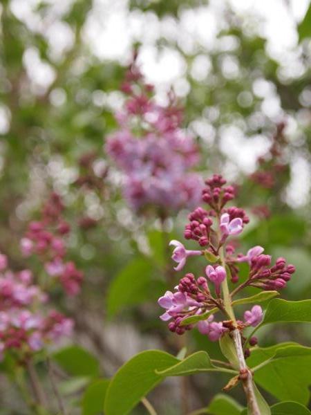 Lilacs