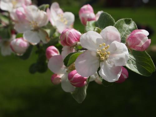 Apple Blossoms 2