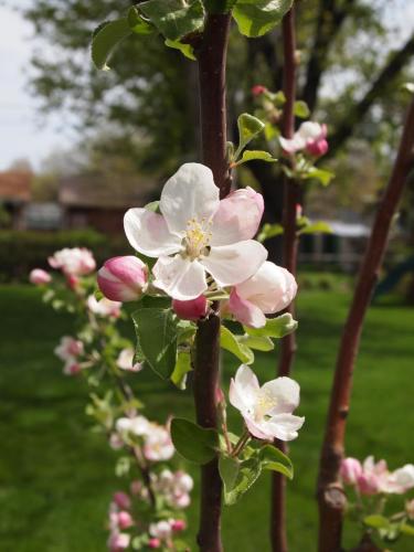 Apple Blossoms