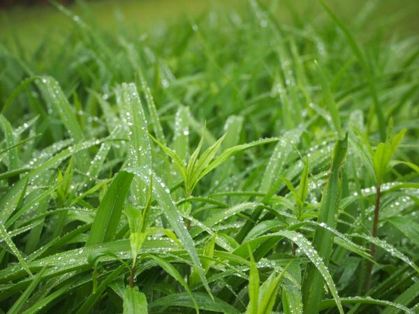 Dewy Morning