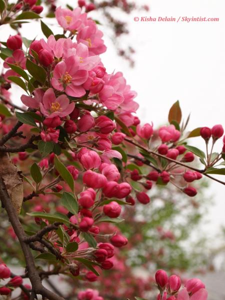 Cascading Crabapple