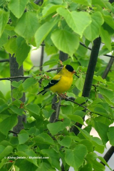 Goldfinch