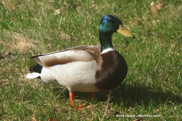 Male Mallard