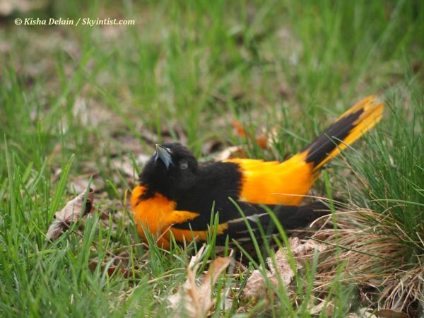 Oriole