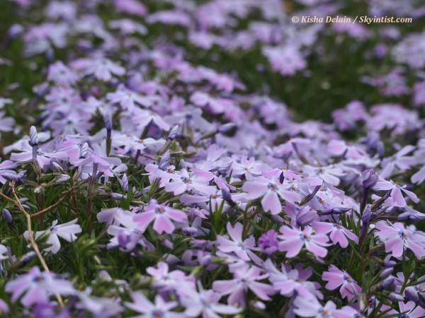 Phlox