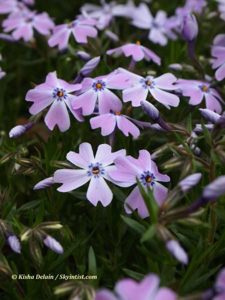 Phlox