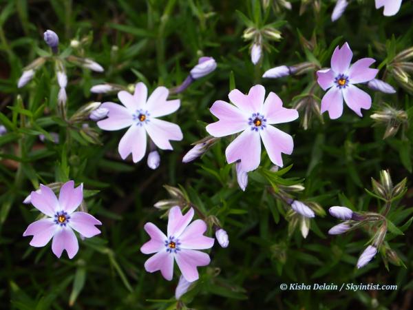 Phlox