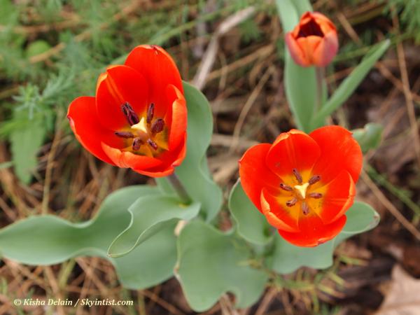 Tulips