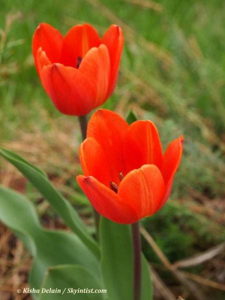 Two Tulips